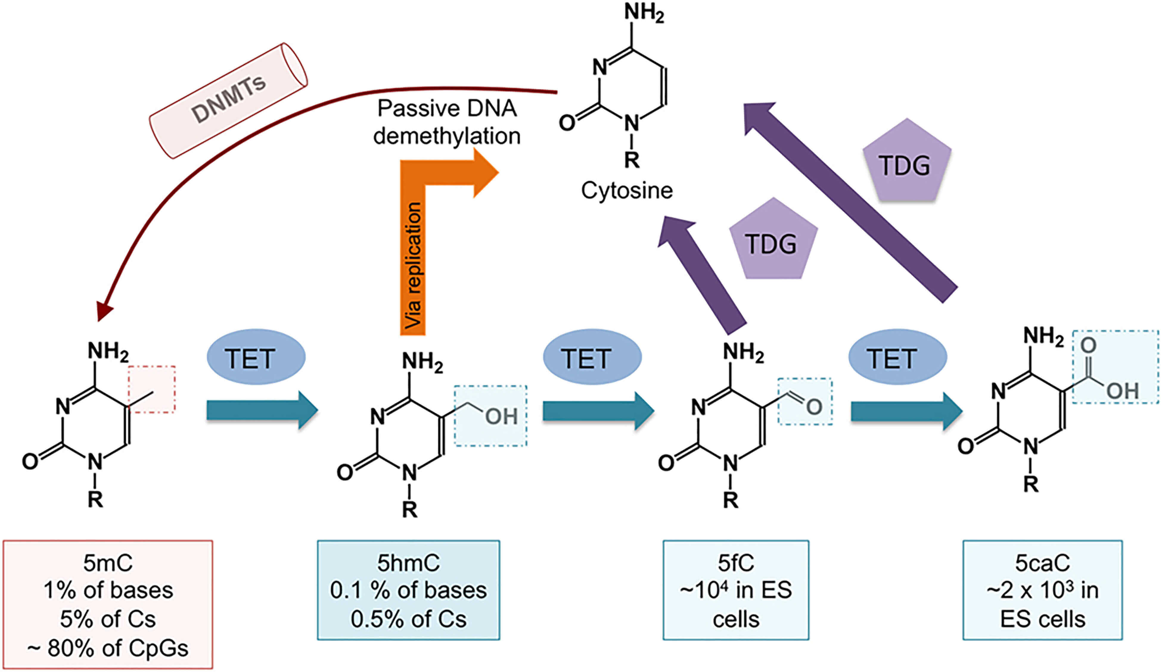 Schematic diagram of DNA methylation variants 