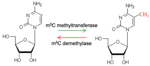 Dynamically reversible process of 5mC RNA methylation