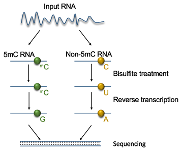 Diagram of 5mC RNA Sequencing workflow