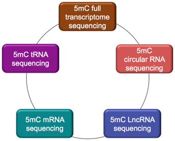 Categories of 5mC RNA Sequencing