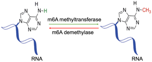 Dynamically reversible process of m6A RNA methylation