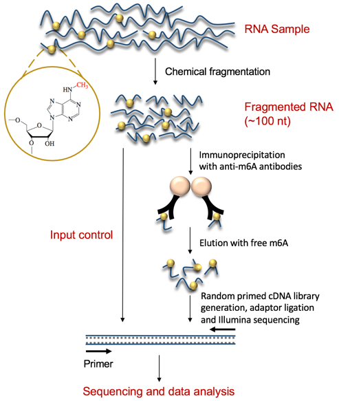 Diagram of MeRIP-Seq workflow