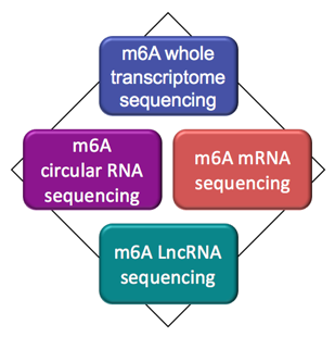 Categories of MeRIP-Seq