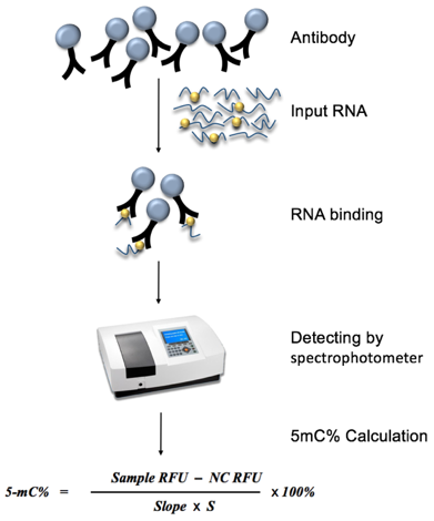 Diagram of Global RNA 5mC Quantification workflow