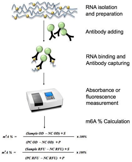 Diagram of Global RNA m6A Quantification workflow