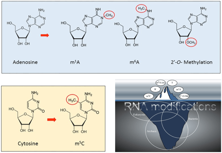 Several types of RNA methylation