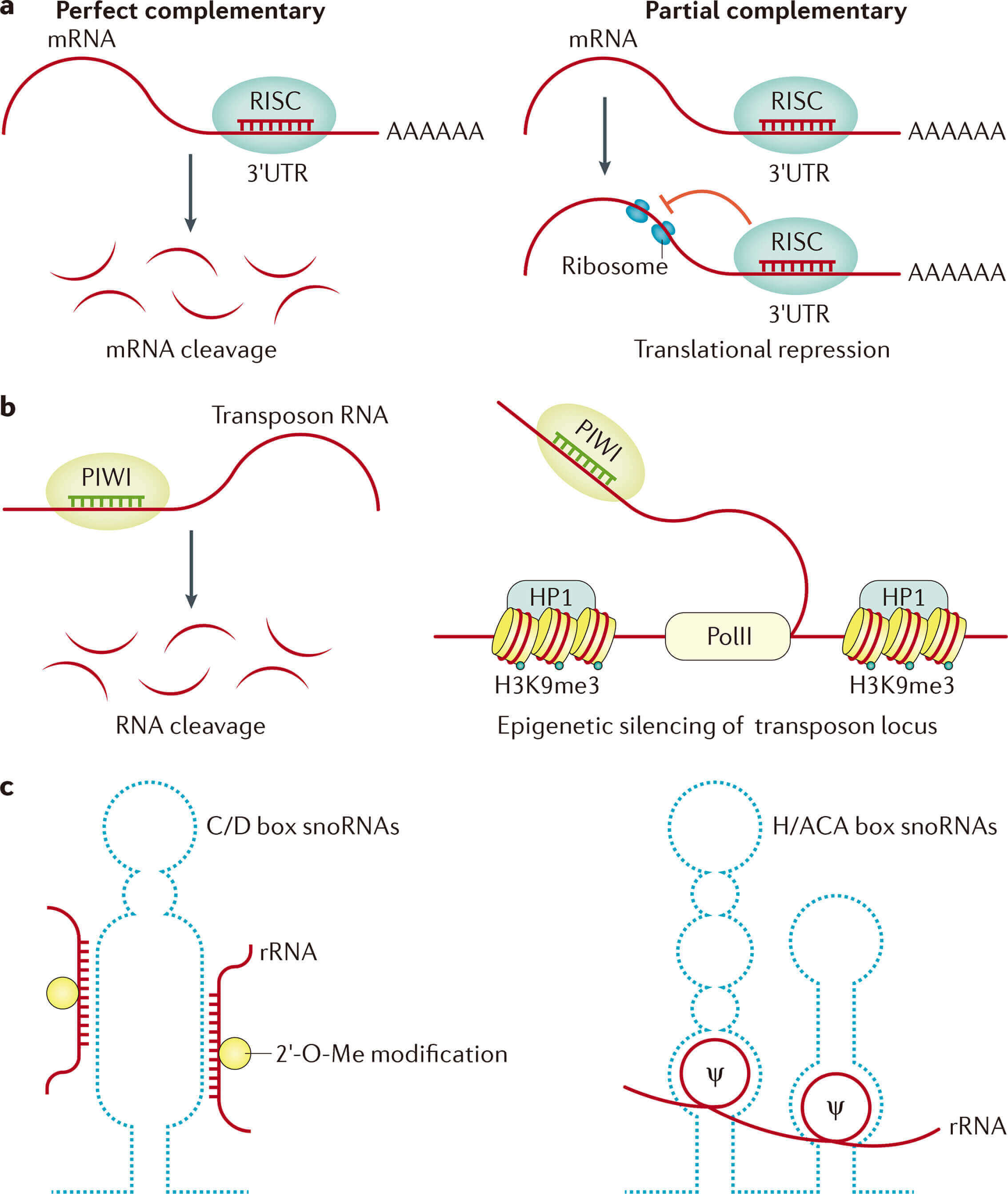 Mechanisms and functions of small non-coding RNAs
