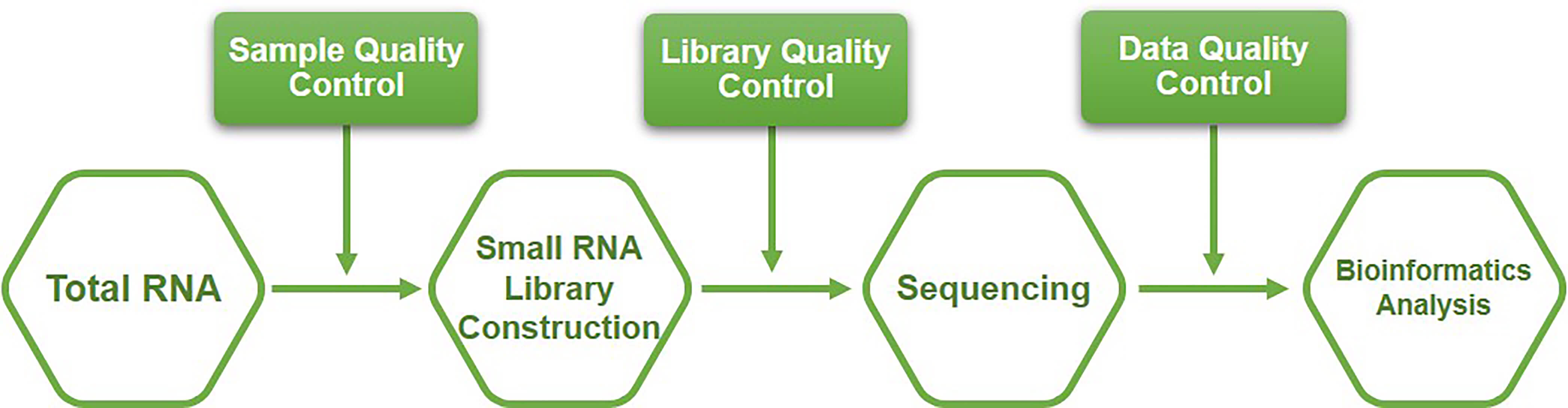 Workflow of small non-coding RNA sequencing service at Creative BioMart