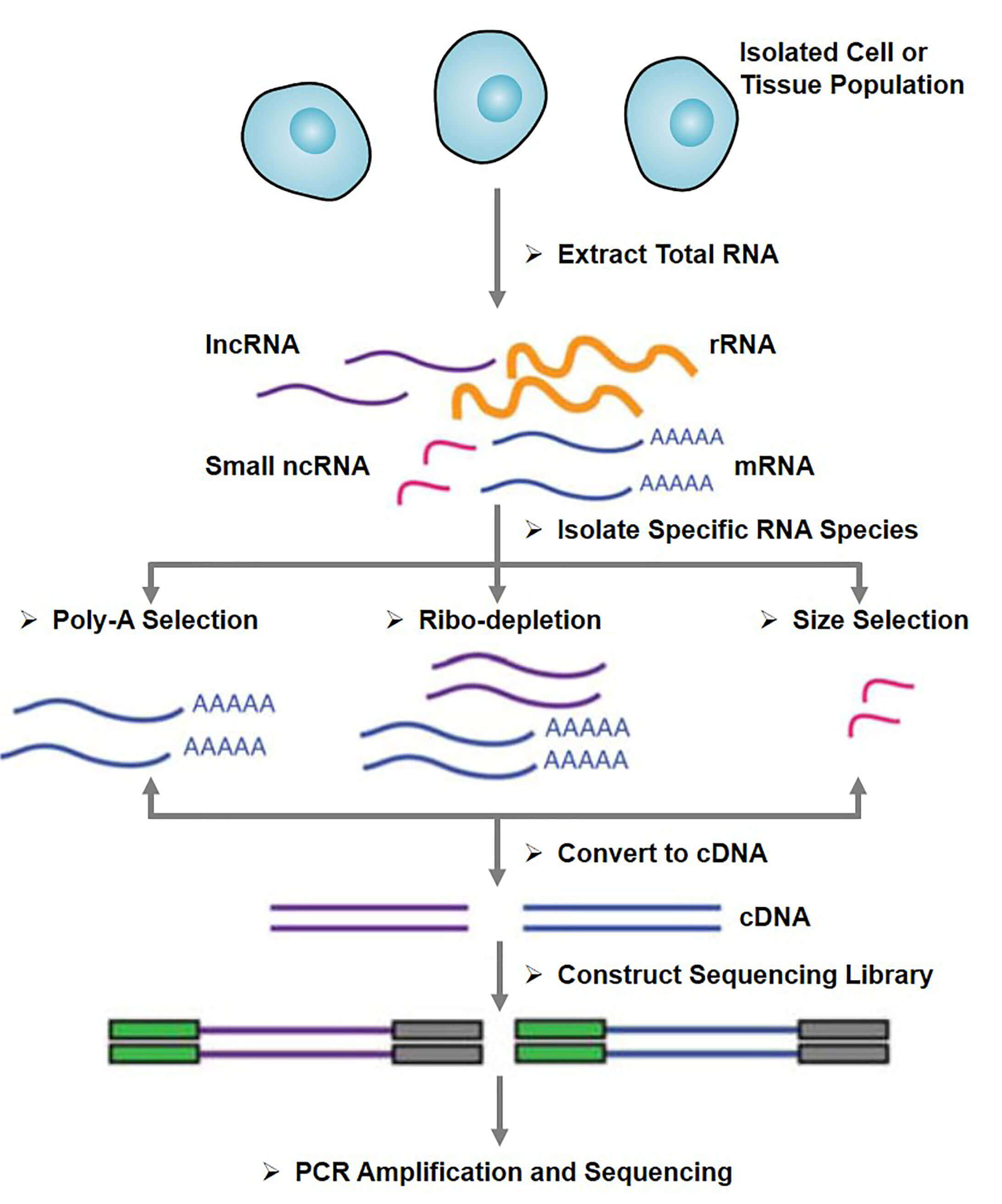 Schematic illustration of RNA-Seq