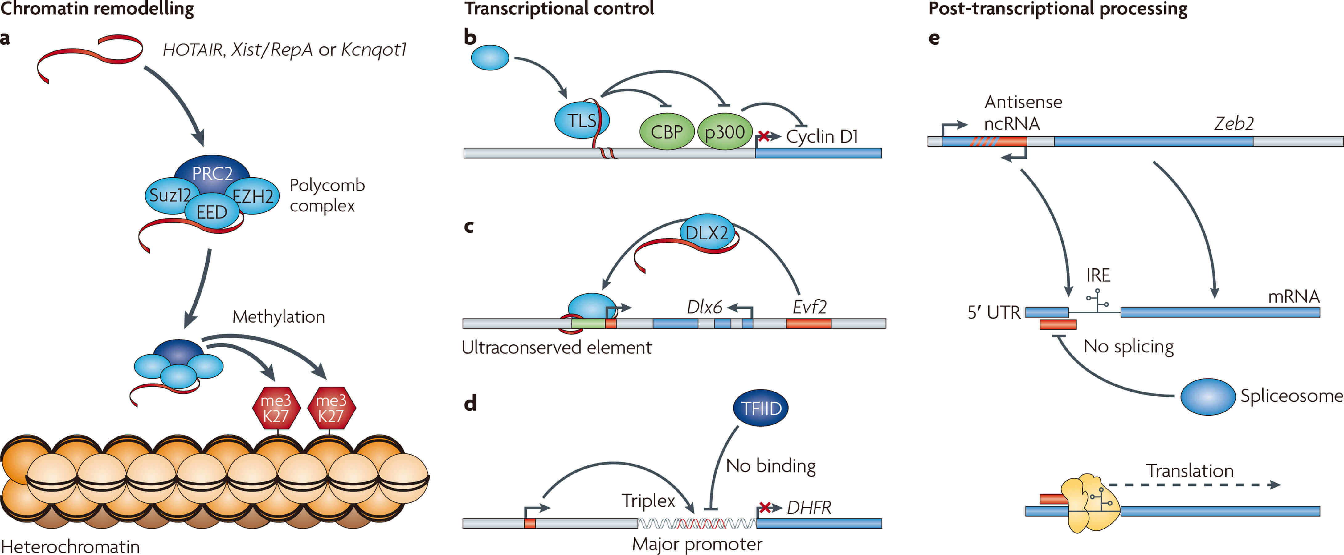 Schematic illustration of long non-coding RNA (lncRNA) functions