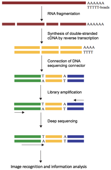 Schematic of RNA-seq Procedures