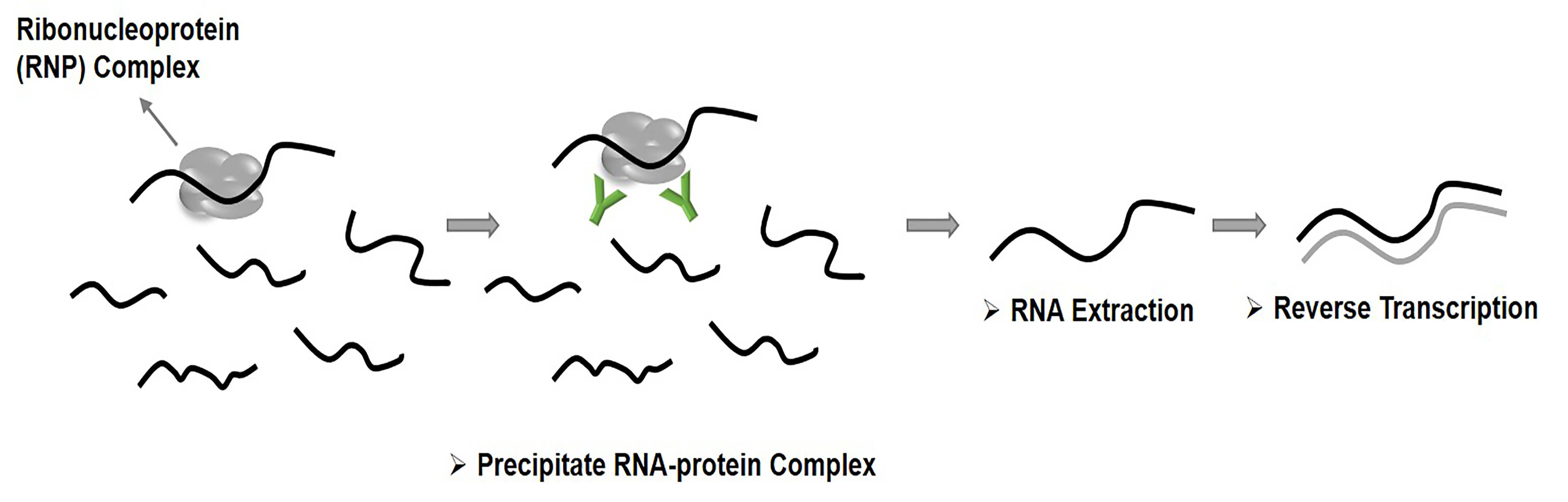 Schematic illustration of the principle behind RNA immunoprecipitation (RIP)