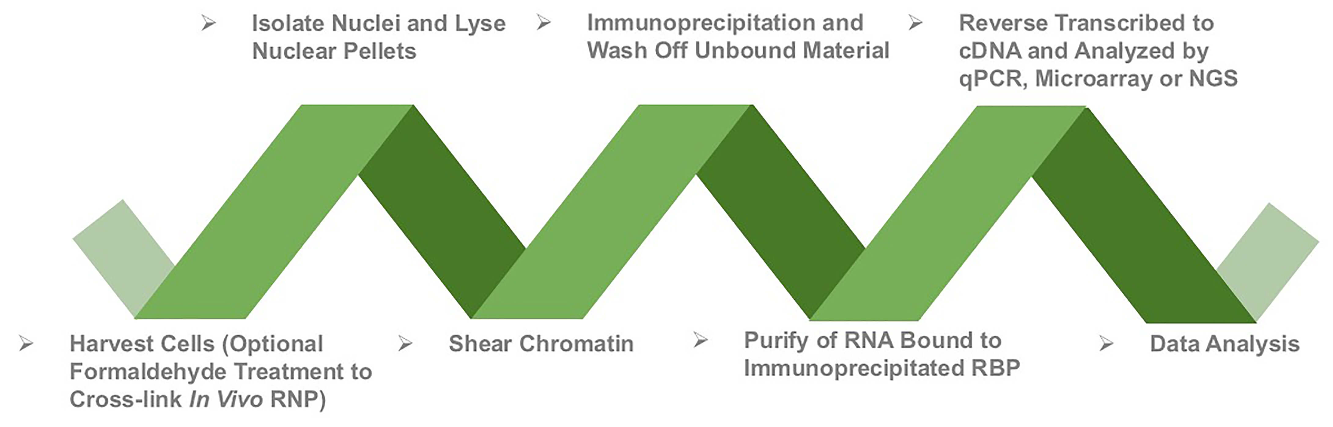 Workflow of RNA immunoprecipitation (RIP) services at Creative BioMart