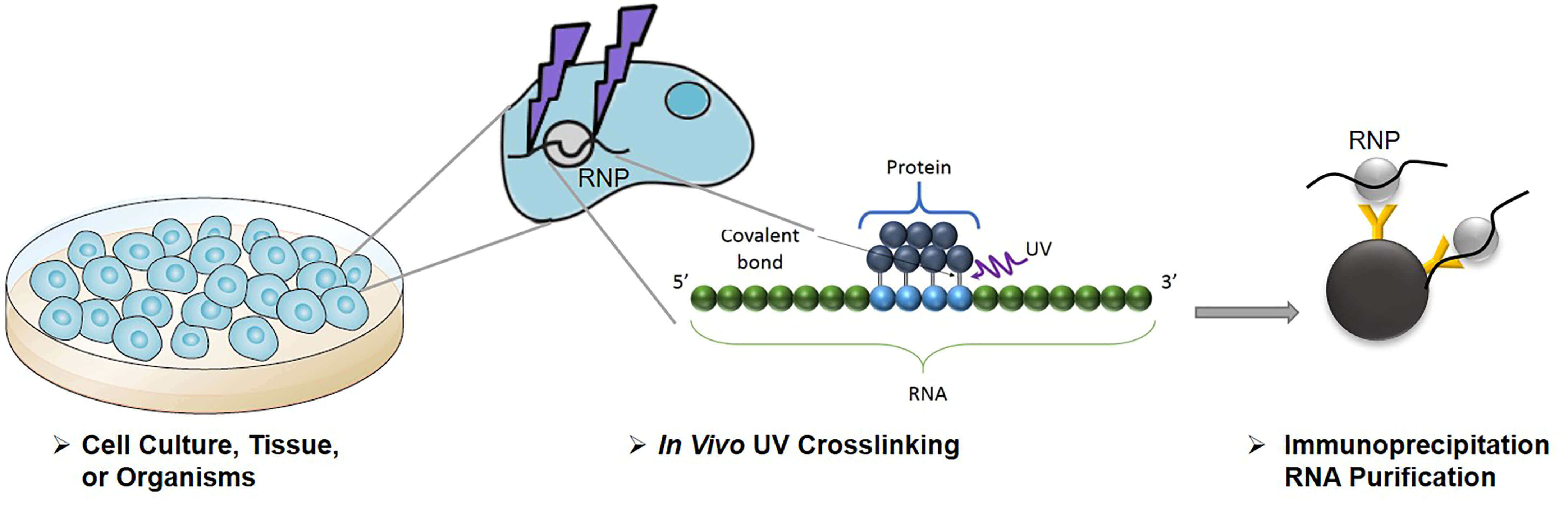 Schematic illustration of the principle behind crosslinking-immunoprecipitation (CLIP)