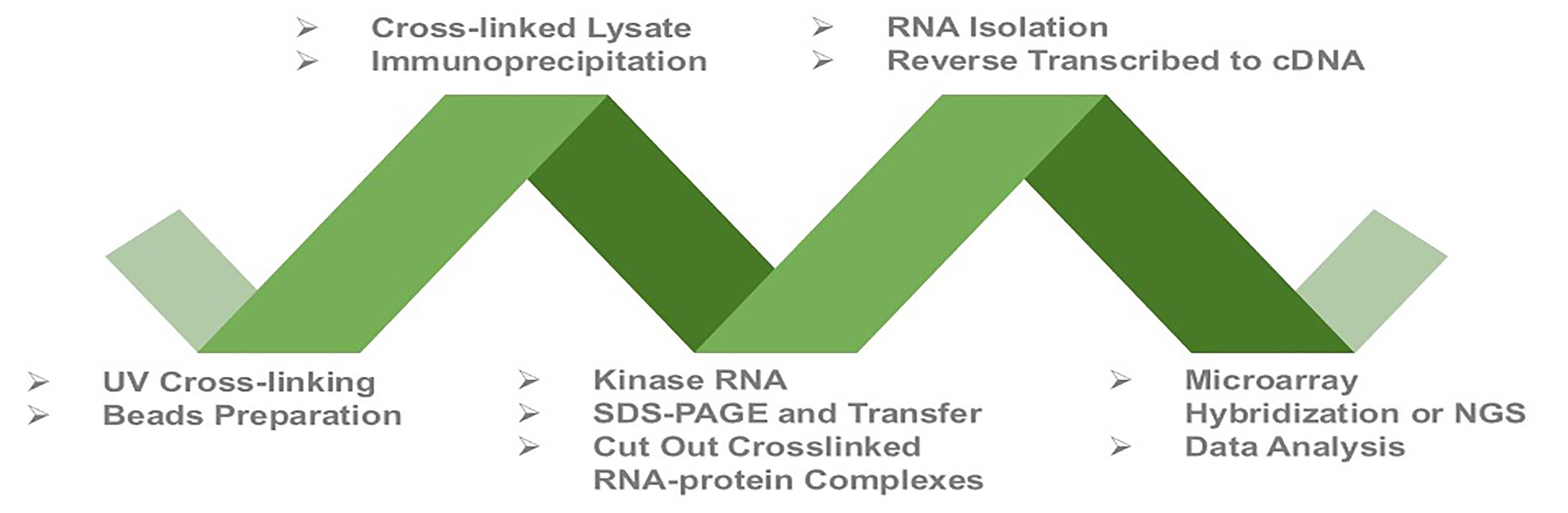 Categories of Crosslinking-immunoprecipitation (CLIP)