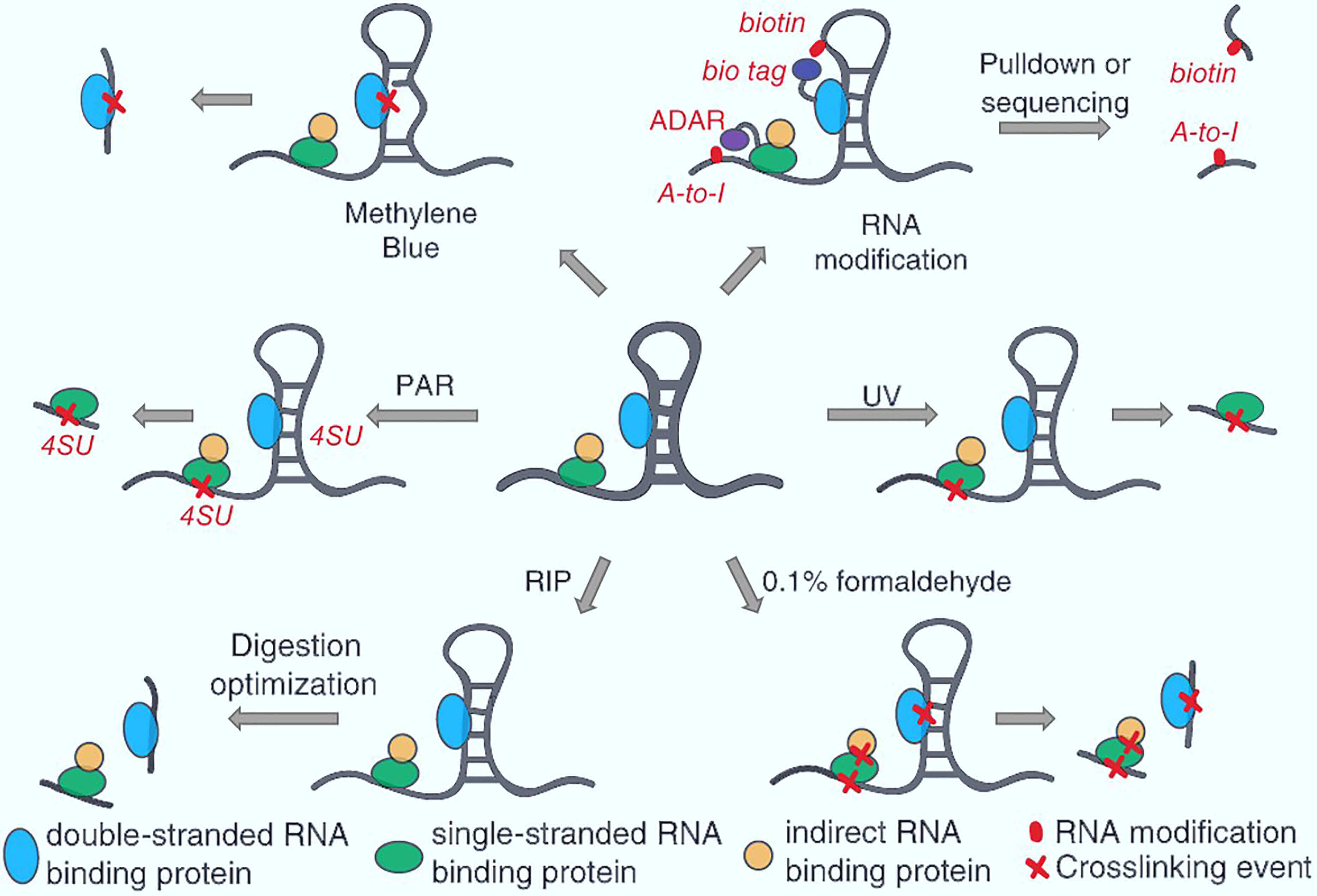 Schematic illustration of RNA-protein interaction analysis methods