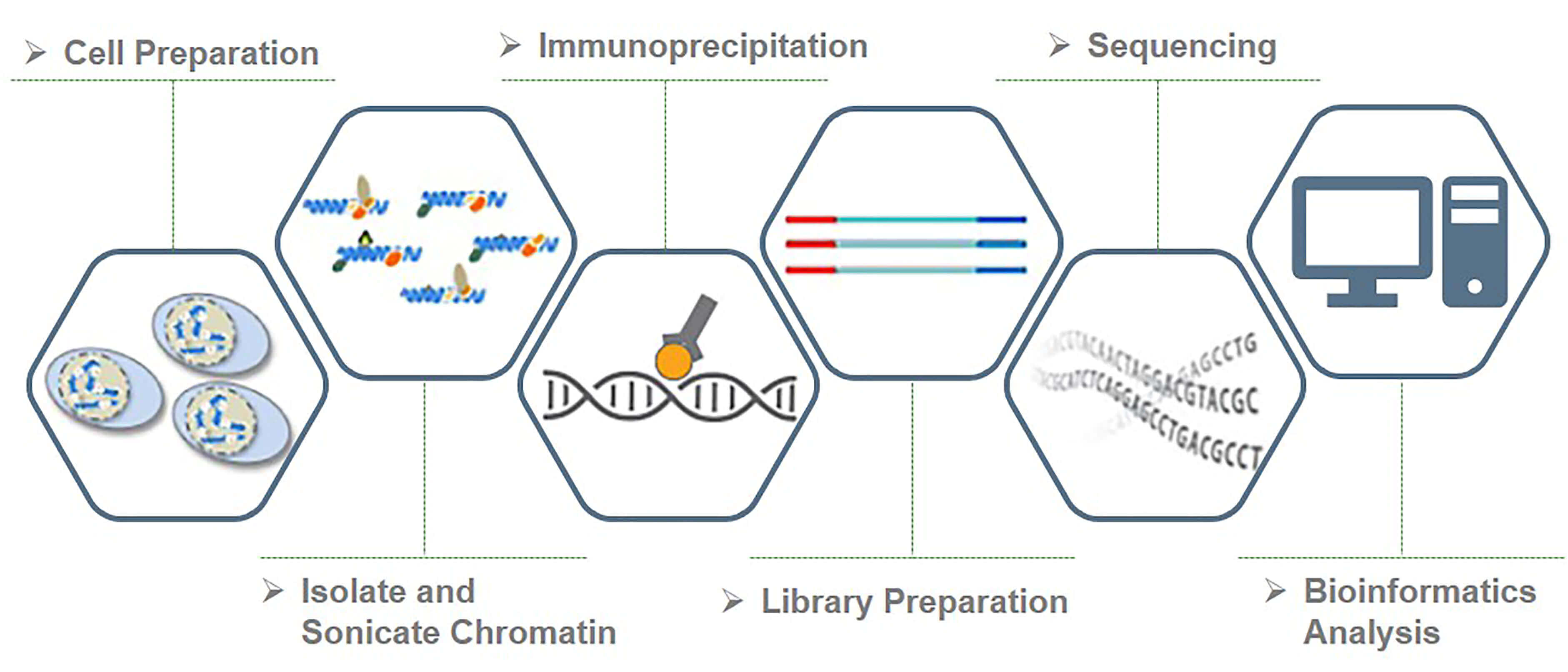 Workflow of histone ChIP-Seq service at Creative BioMart