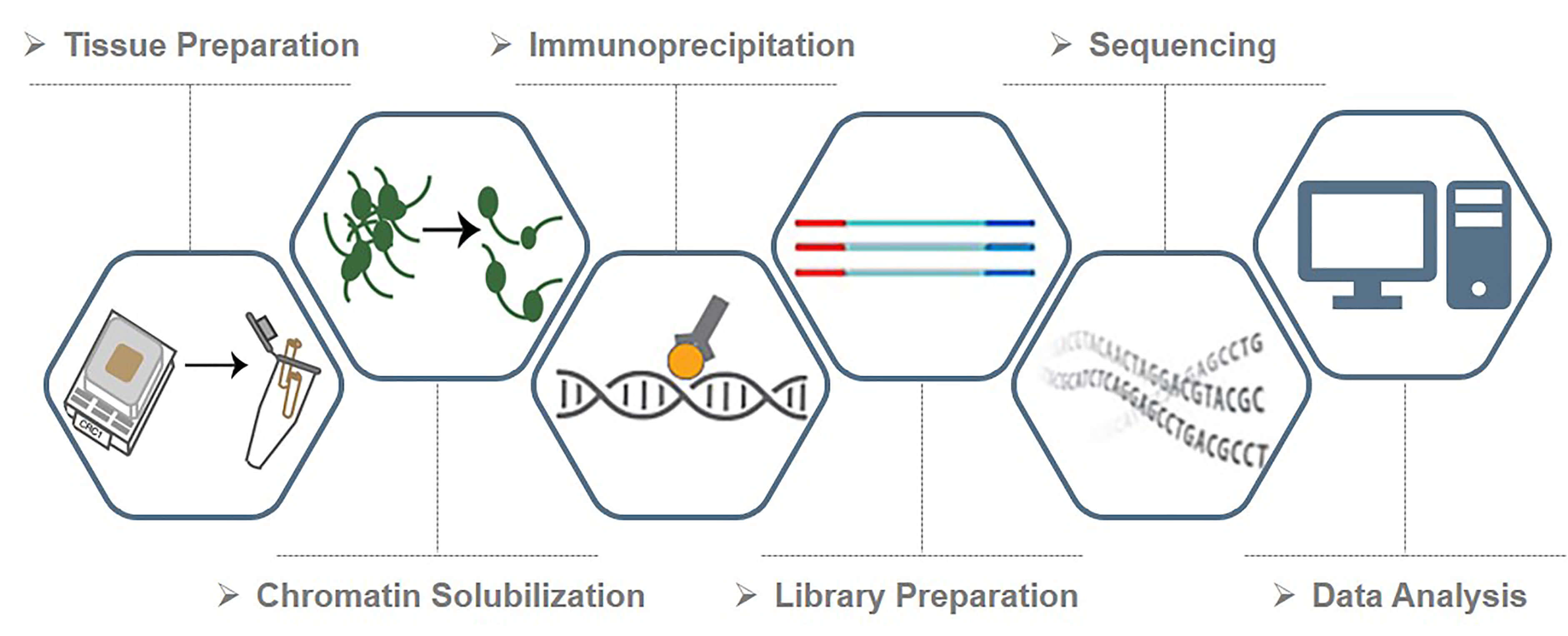 Workflow of Formalin-fixed, paraffin-embedded (FFPE) tissue ChIP-Seq service at Creative BioMart