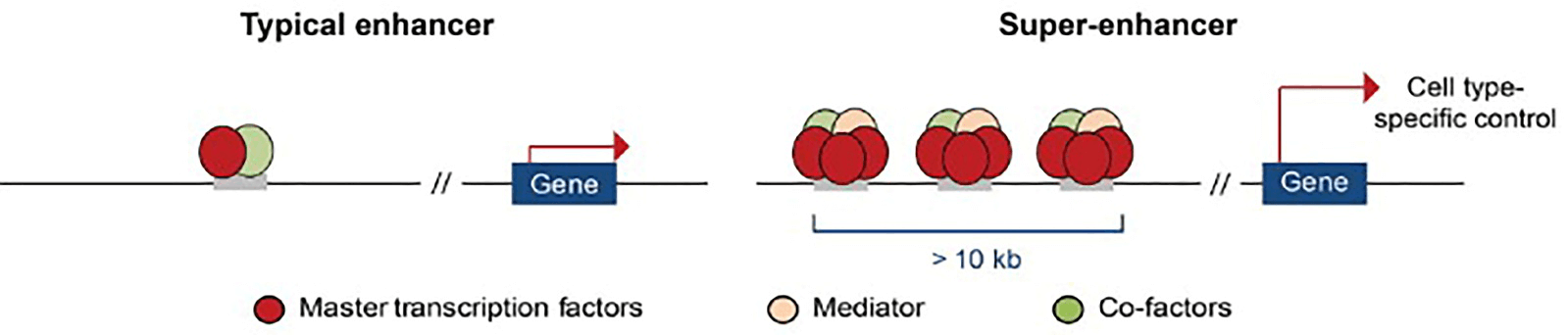 Comparison of super-enhancers and typical enhancers