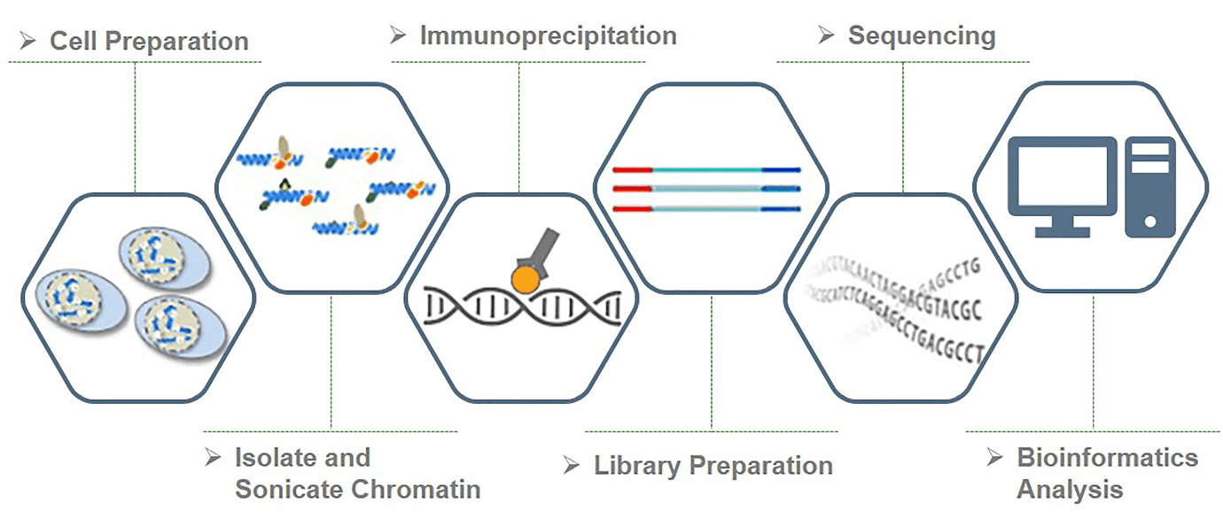 Workflow of super-enhancer profiling service at Creative BioMart