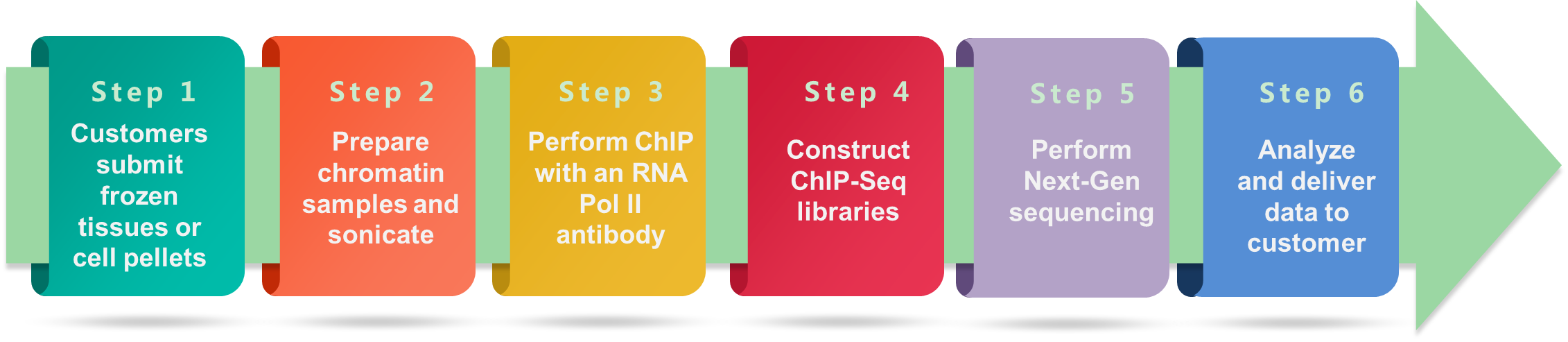 Schematic workflow of Pol II ChIP-Seq service