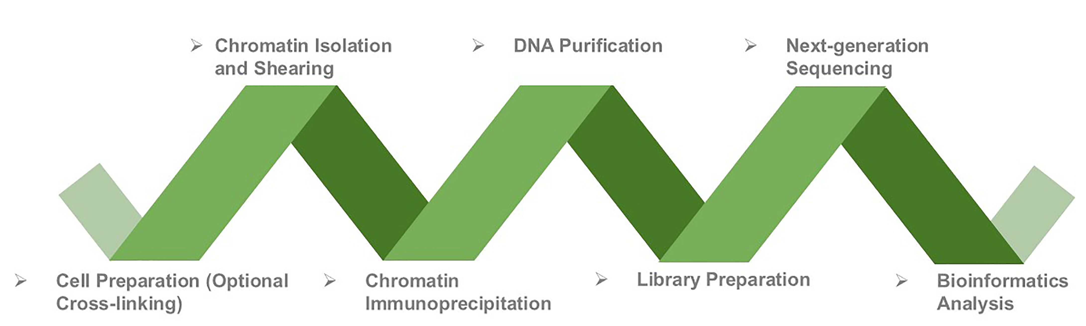 General procedure of ChIP-Seq service at Creative BioMart