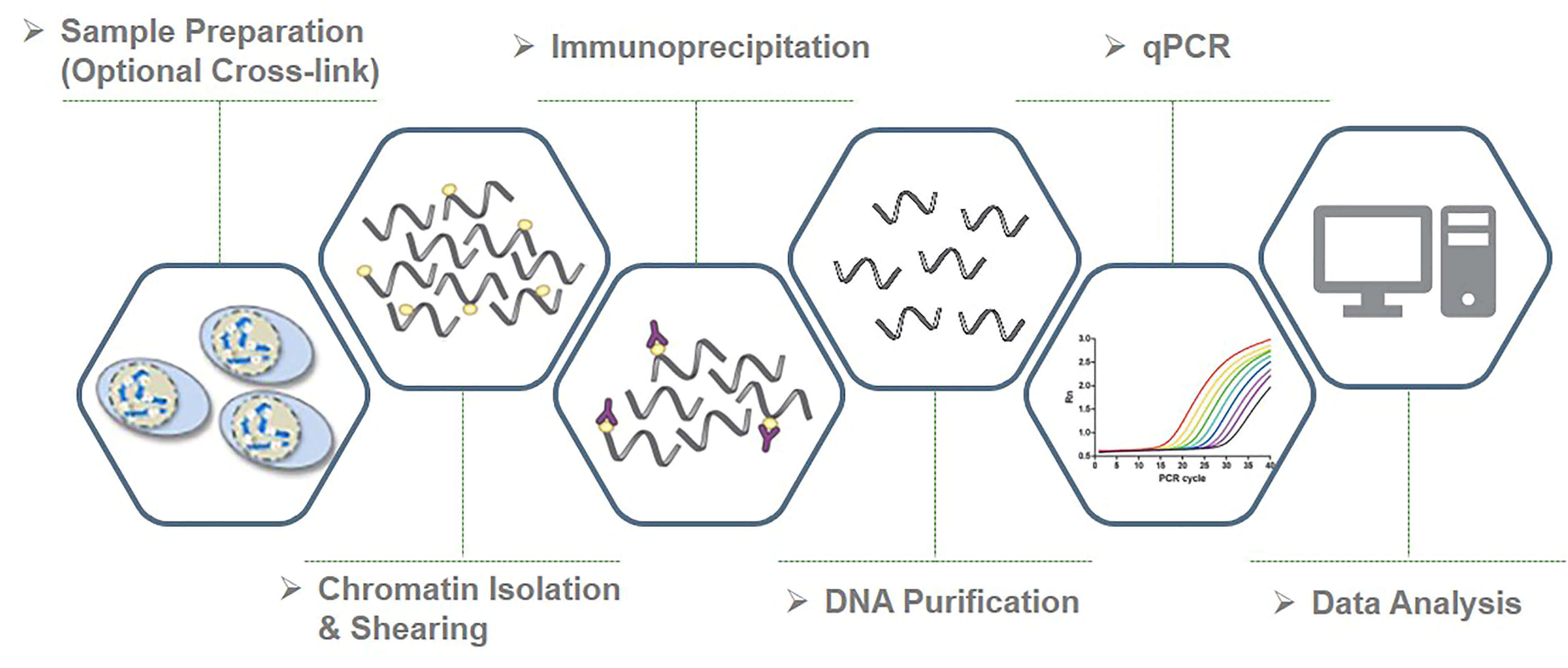 Workflow of ChIP-qPCR at Creative BioMart