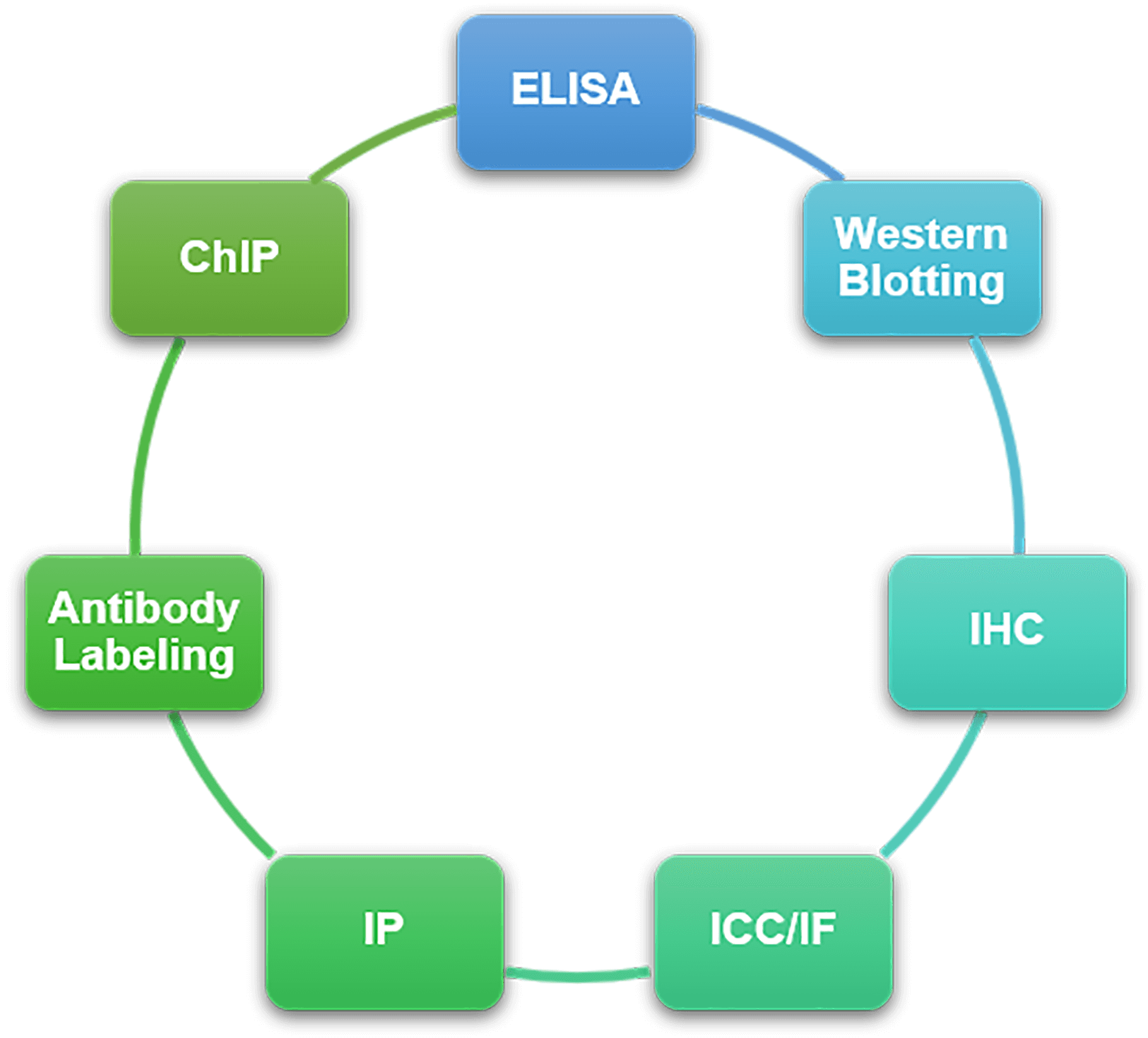 Service Categories of ChIP Antibody Validation