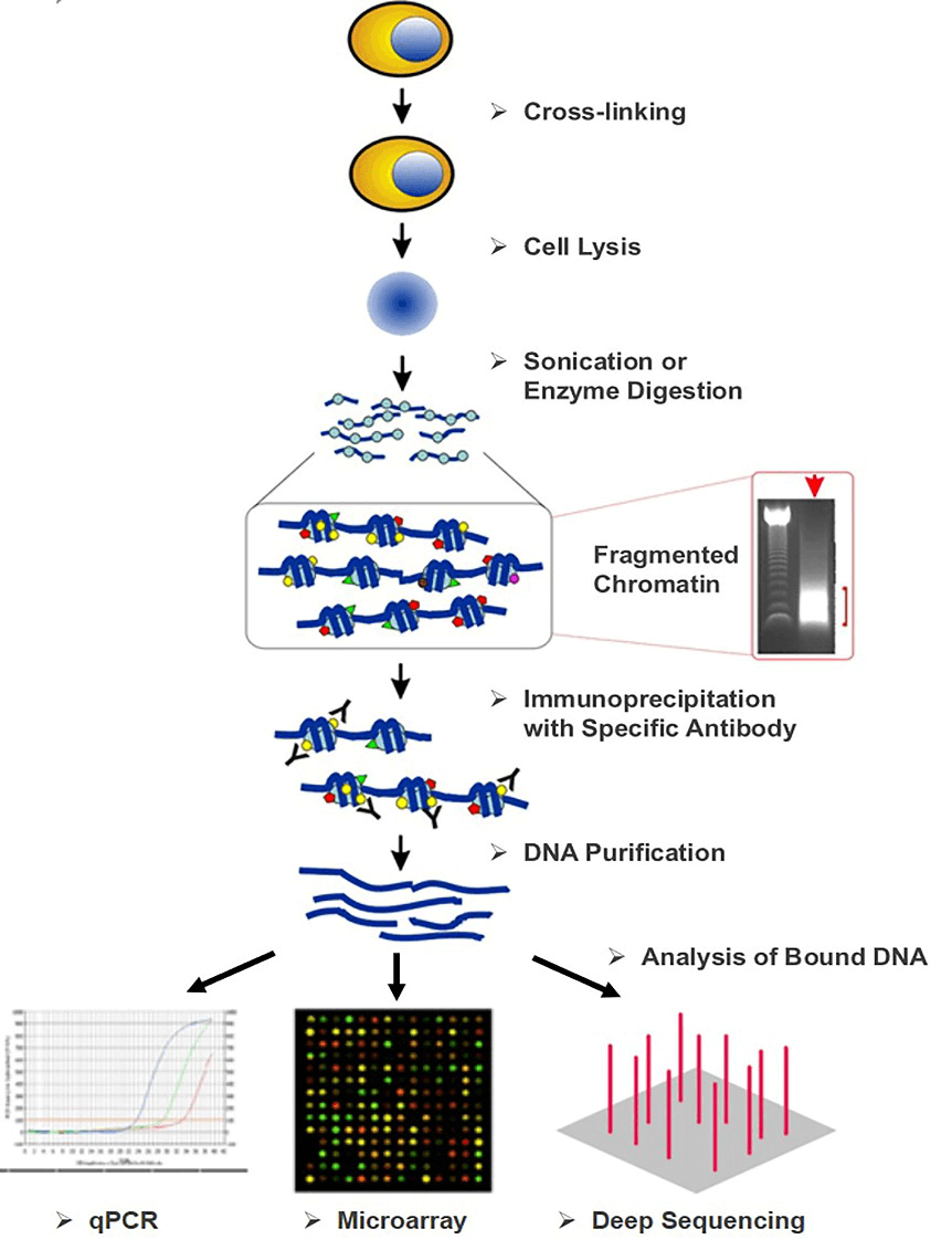 Overview of chromatin immunoprecipitation (ChIP) strategies