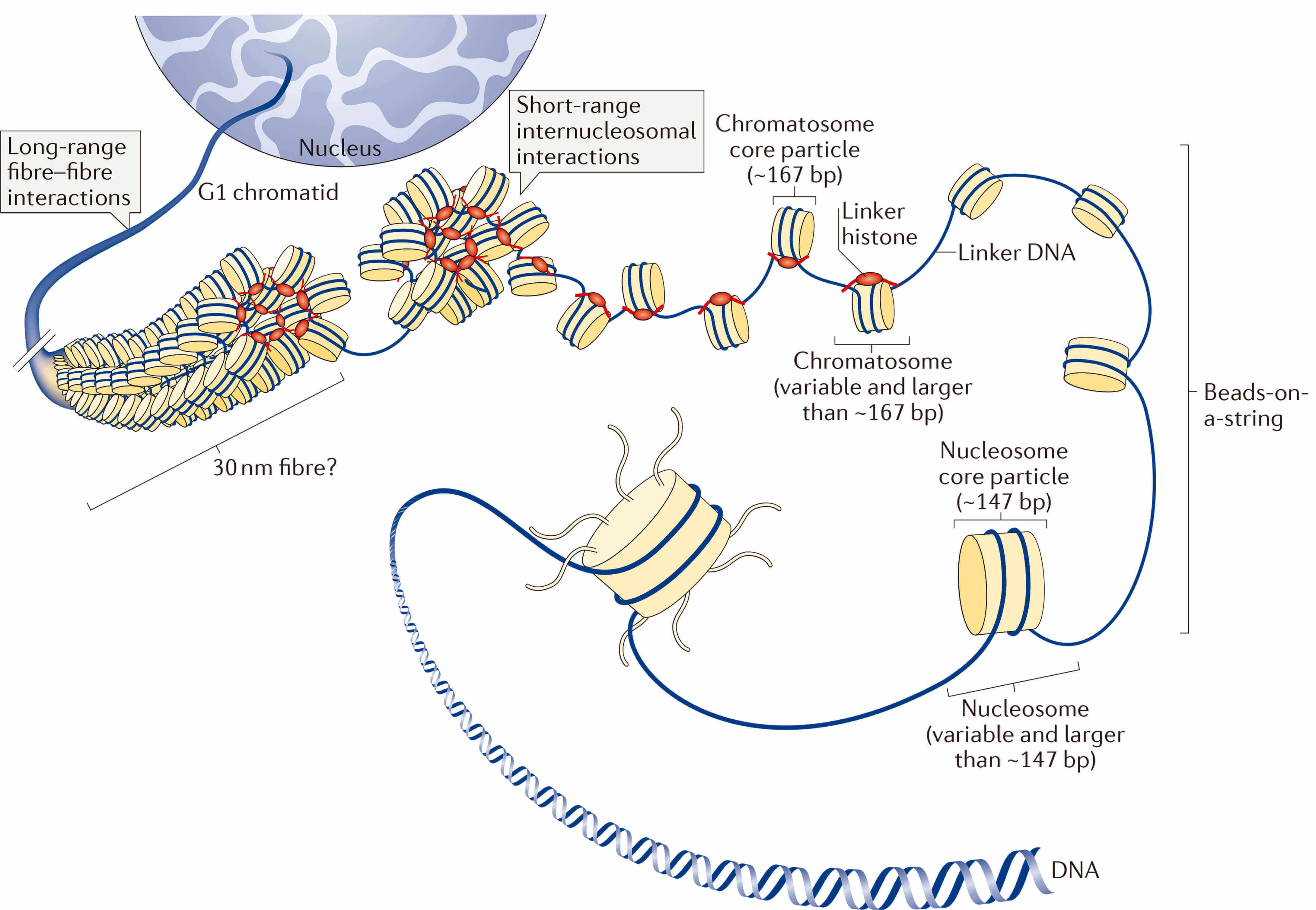 Multiple Levels of Chromatin Folding