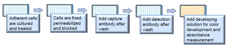 Workflow of Methylated Histone Quantification (MHQ) Assay