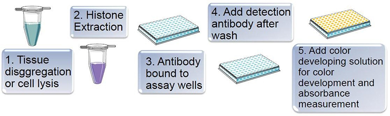 Workflow of Acetylated Histone Quantification (AHQ) Assay