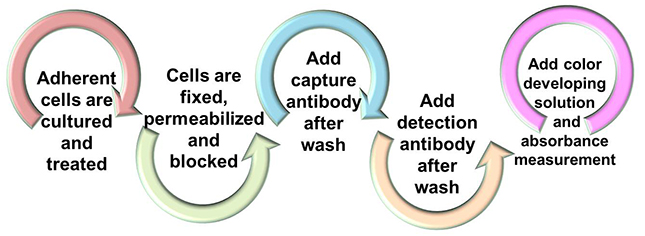 Workflow of Phosphorylated Histone Quantification (PHQ) Assay