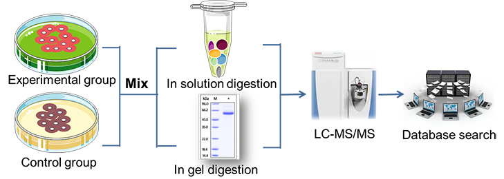 Workflow of identification of histone post-translational modifications (PTMs)