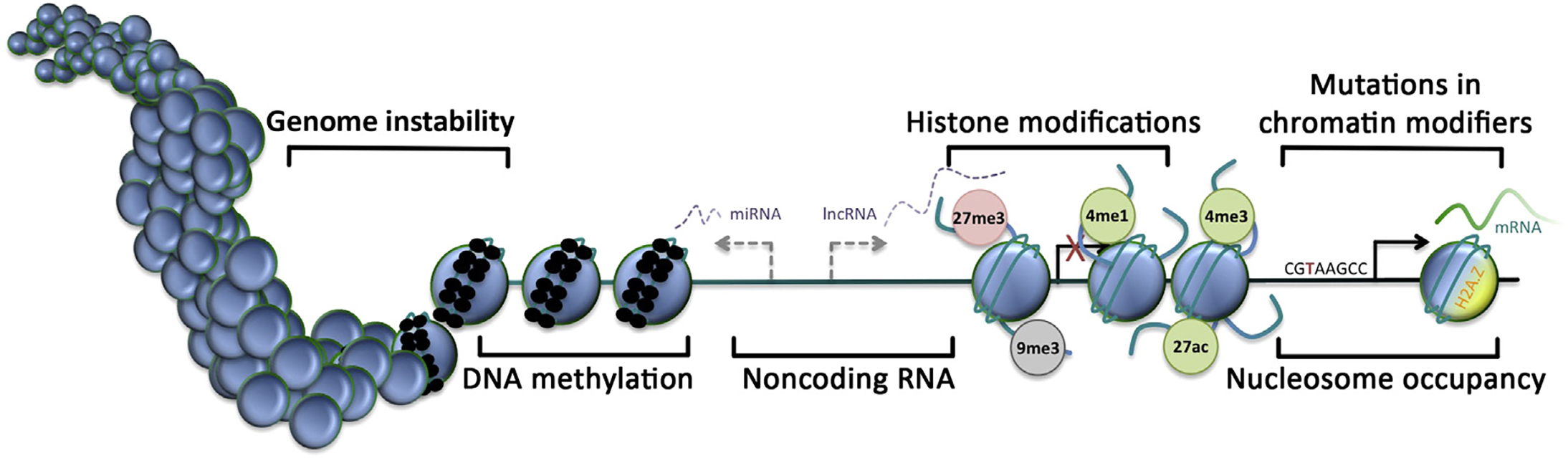 Epigenetic hallmarks of the cancer genome. Nucleosome, blue circle; DNA methylation, small black circle; transcriptional start site, arrow; inactive transcriptional start site, red cross; H3K27 trimethylation, 27me3 (red, repressed); H3K9 trimethylation, 9me3 (gray, silenced); H3K4 monomethylation, 4me1 (green, active); H3K4 trimethylation, 4me3 (green, active); H3K27 acetylation, 27ac (green, active).