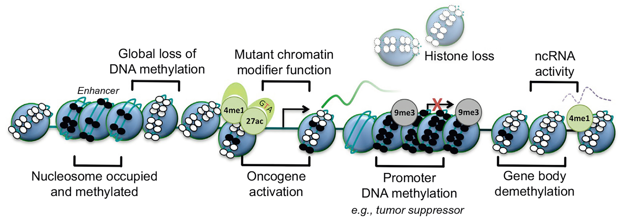 Basic epigenetic mechanisms in cancer. Nucleosome, blue circle; DNA methylation, small black circle; unmethylated DNA, small white circle; transcriptional start site, arrow; inactive transcriptional start site, red cross; H3K9 trimethylation, 9me3 (gray, silenced); H3K4 monomethylation, 4me1 (green, active); H3K27 acetylation, 27ac (green, active).