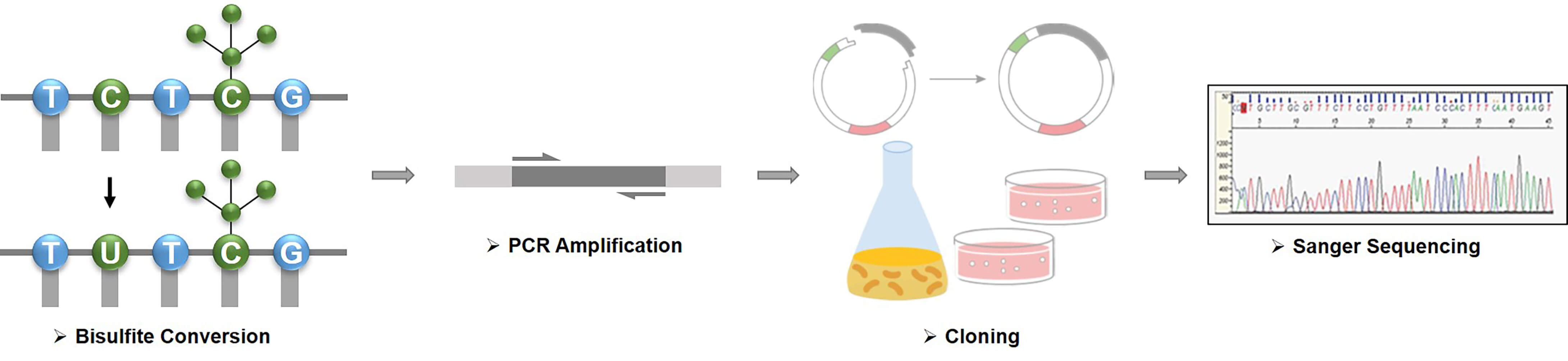 Schematic diagram of bisulfite sequencing PCR 