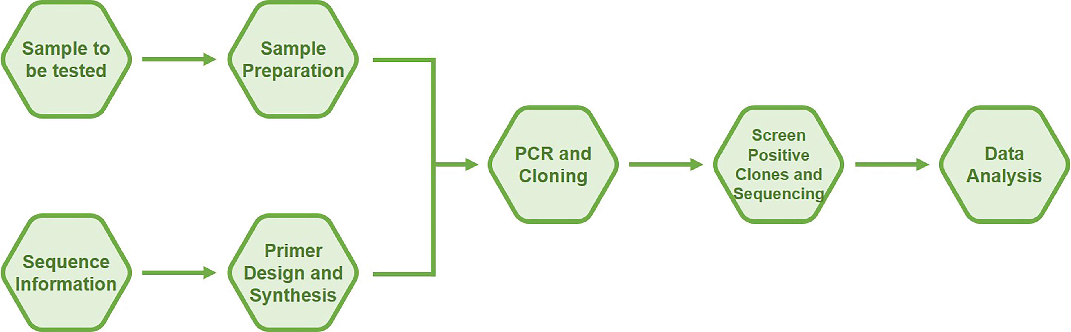 Schematic diagram of bisulfite sequencing PCR 