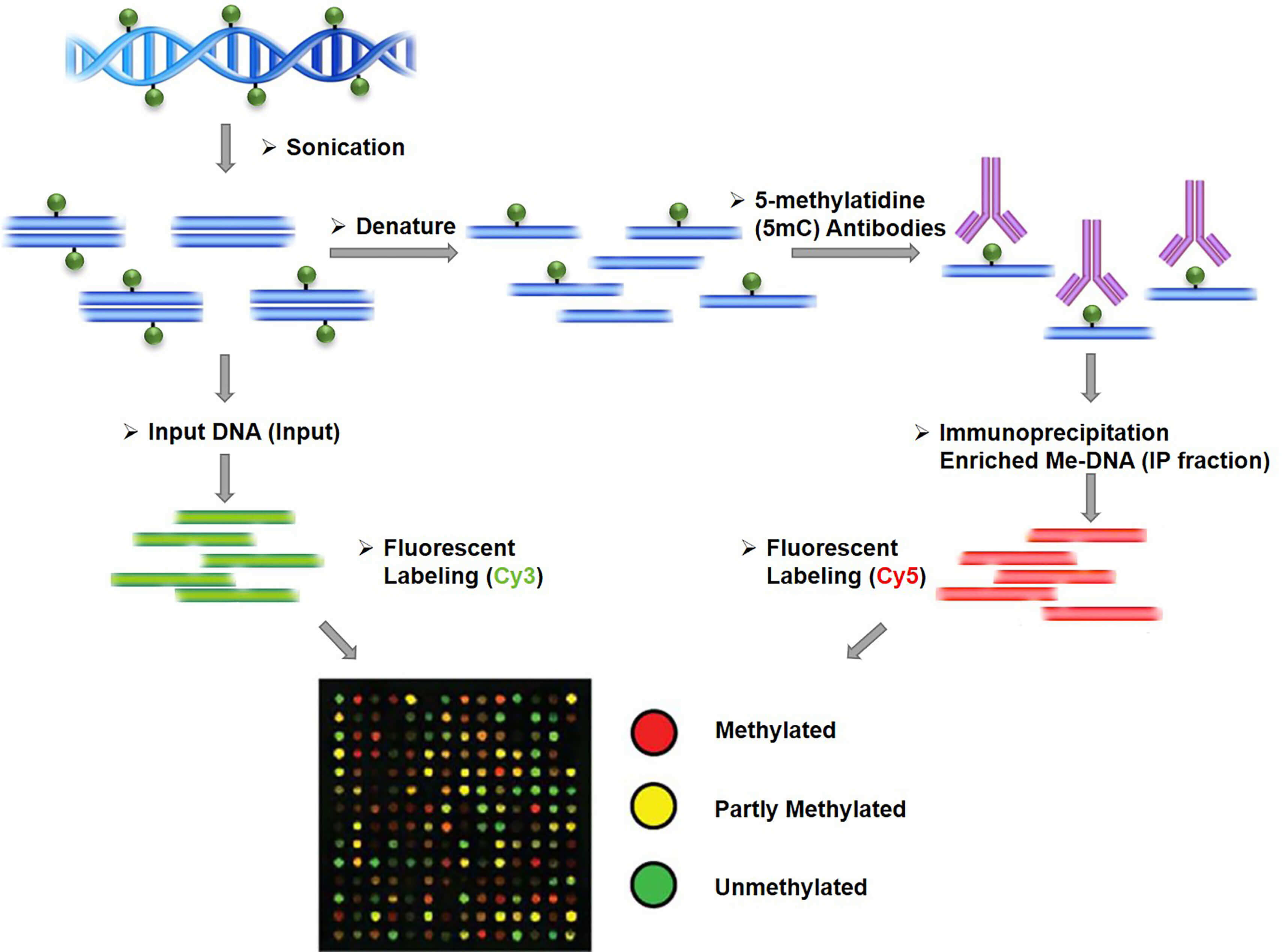 Full Article Standardization And Quality Controls For The Methylated Dna Immunoprecipitation Technique