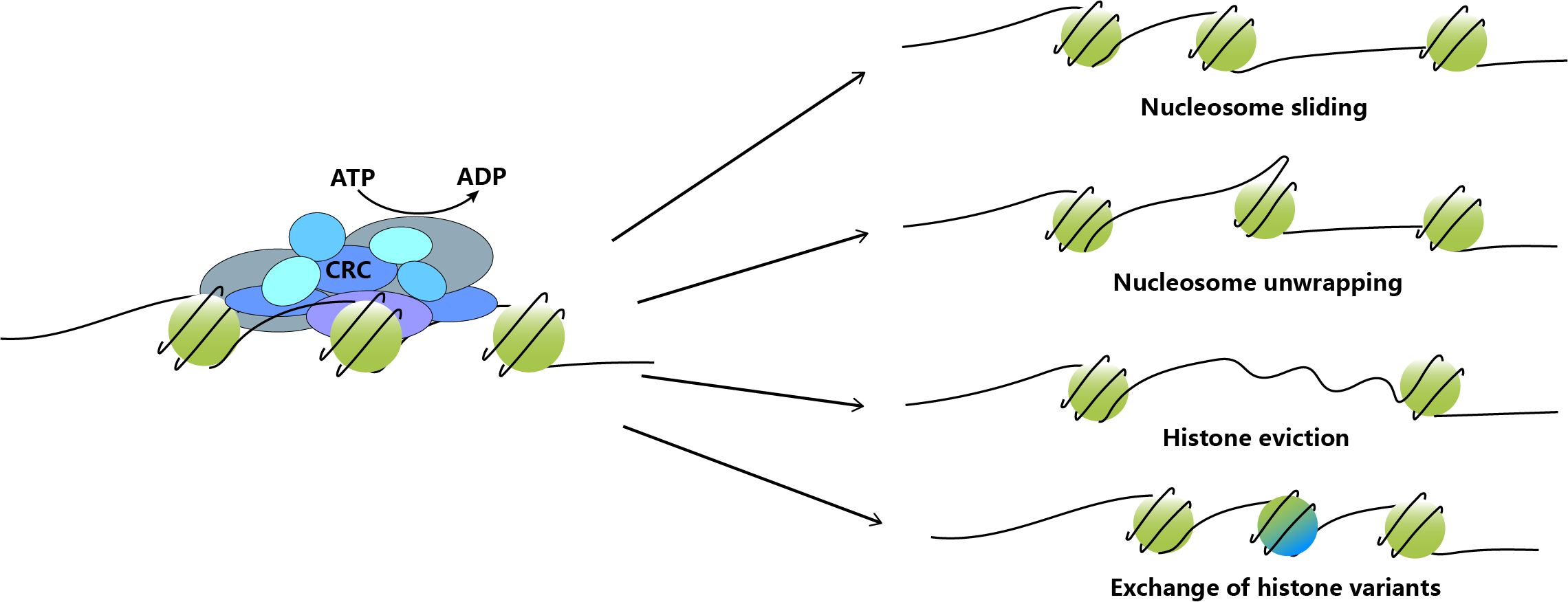 Schematic of the ATP-dependent nucleosome accessibility regulation.