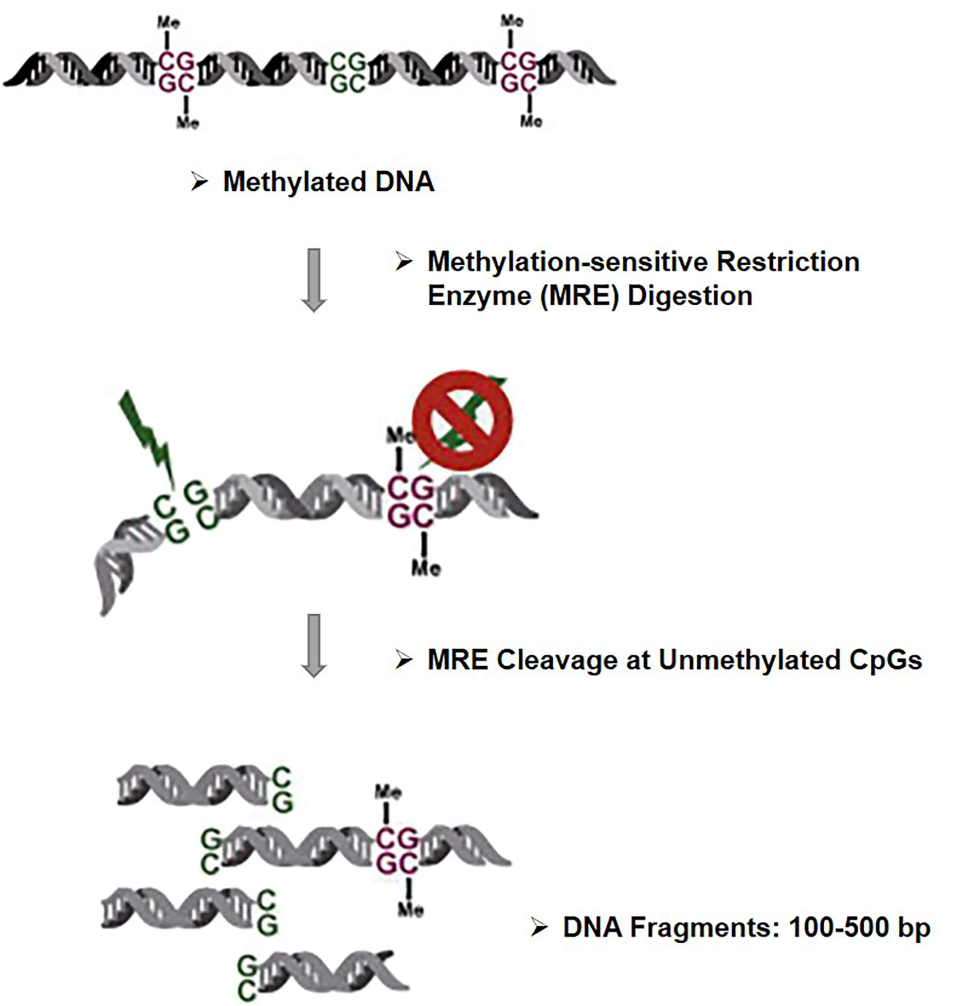 MRE-Seq represents methylation-sensitive restriction enzyme digestion followed by sequencing.