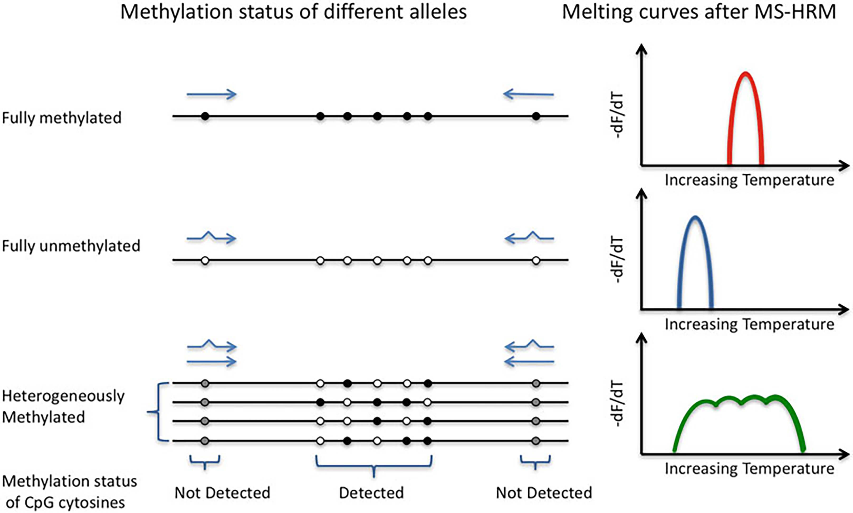 Schematic illustration of the principle behind methylation-sensitive high-resolution melting (MS-HRM) 