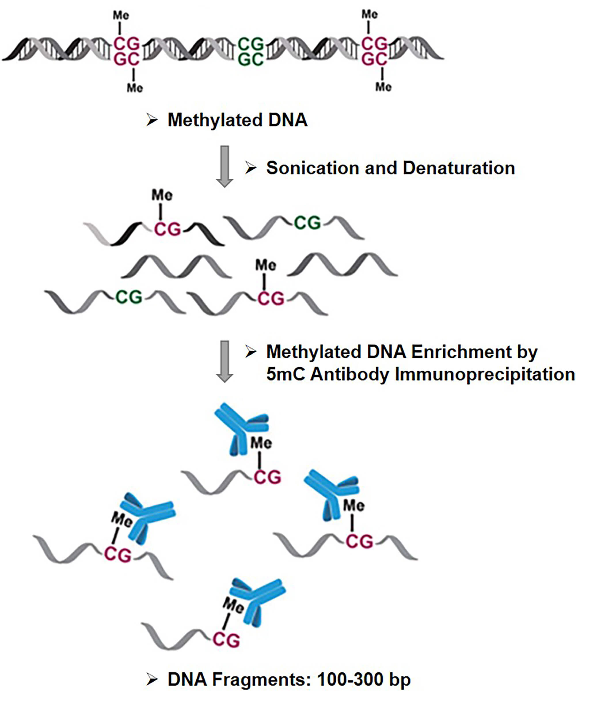 The schematic diagram of Methylated DNA immunoprecipitation (MeDIP)