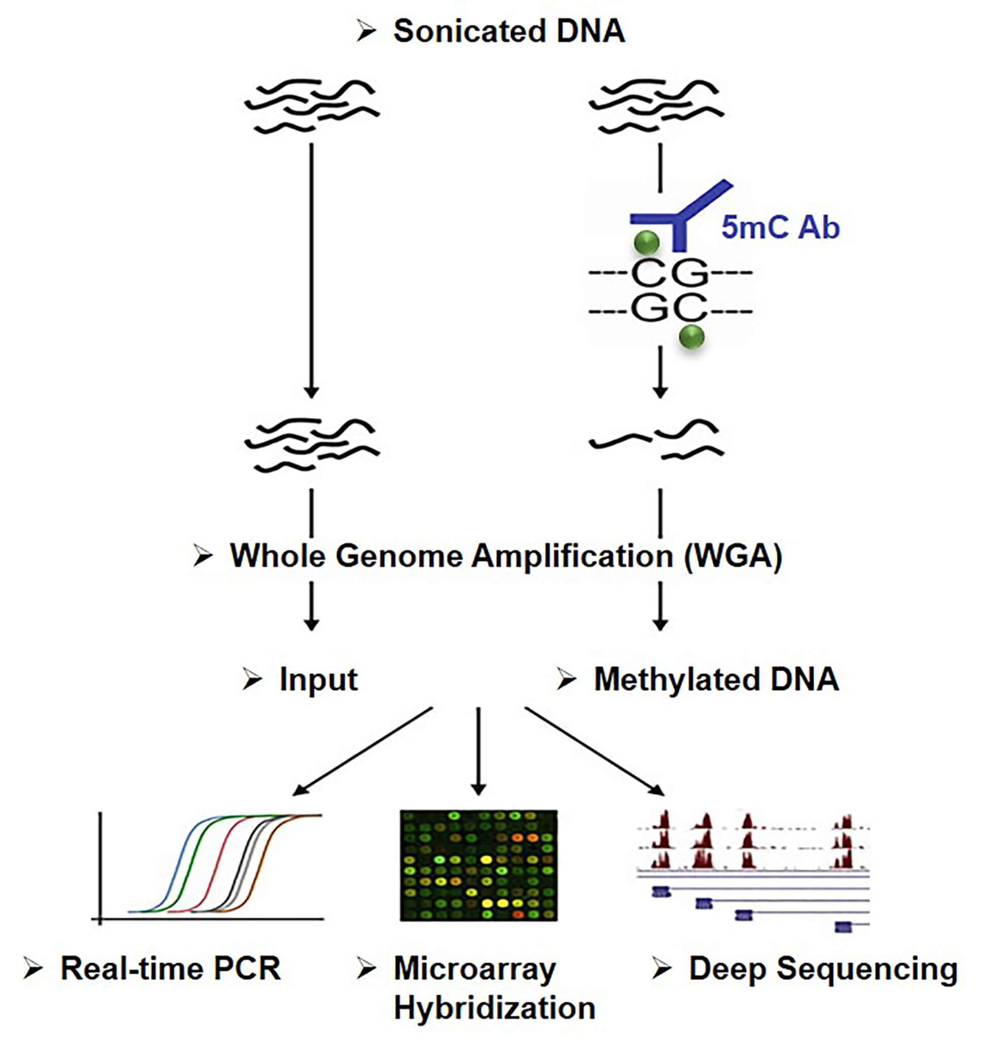 Principle of Methylated DNA immunoprecipitation (MeDIP)