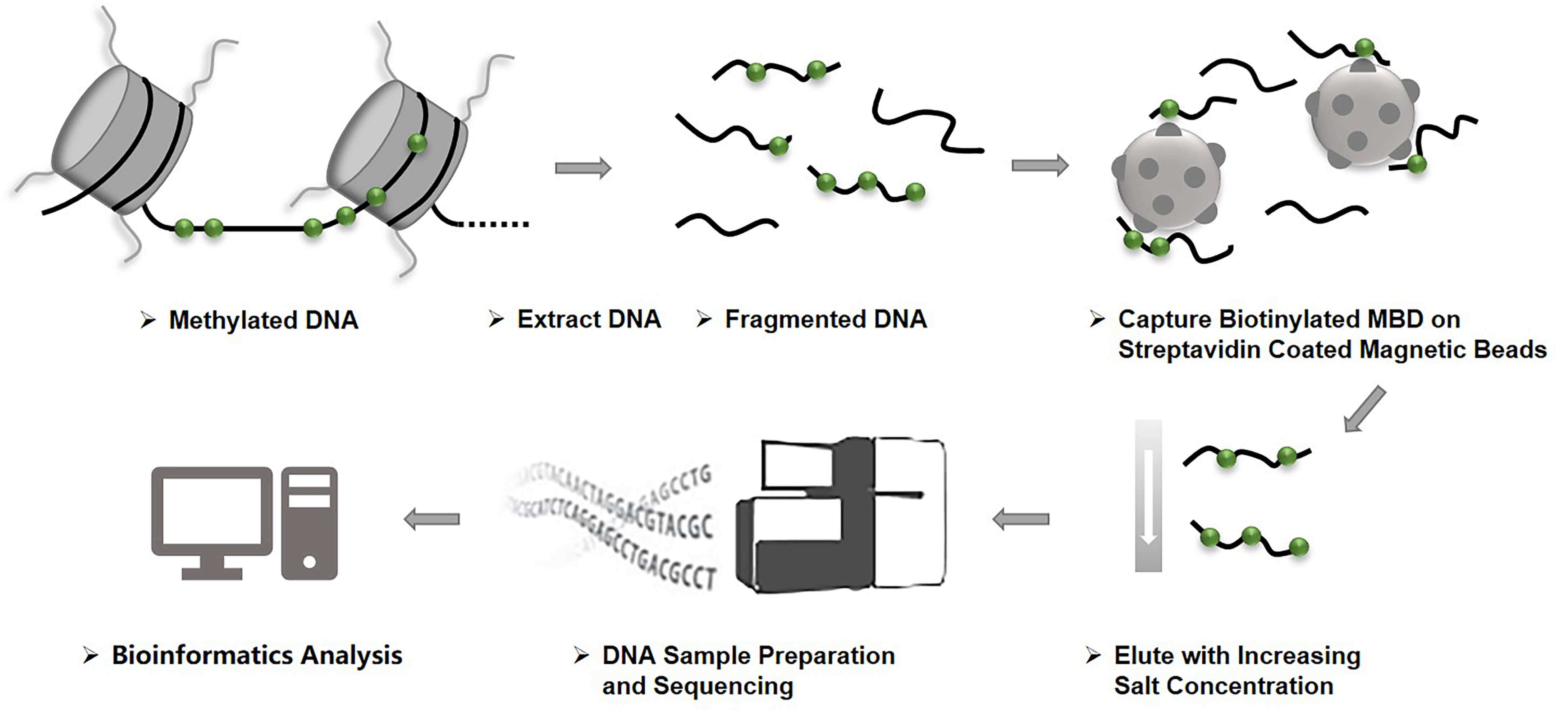 Workflow of Methyl-CpG-Binding Domain Sequencing (MBD-Seq)