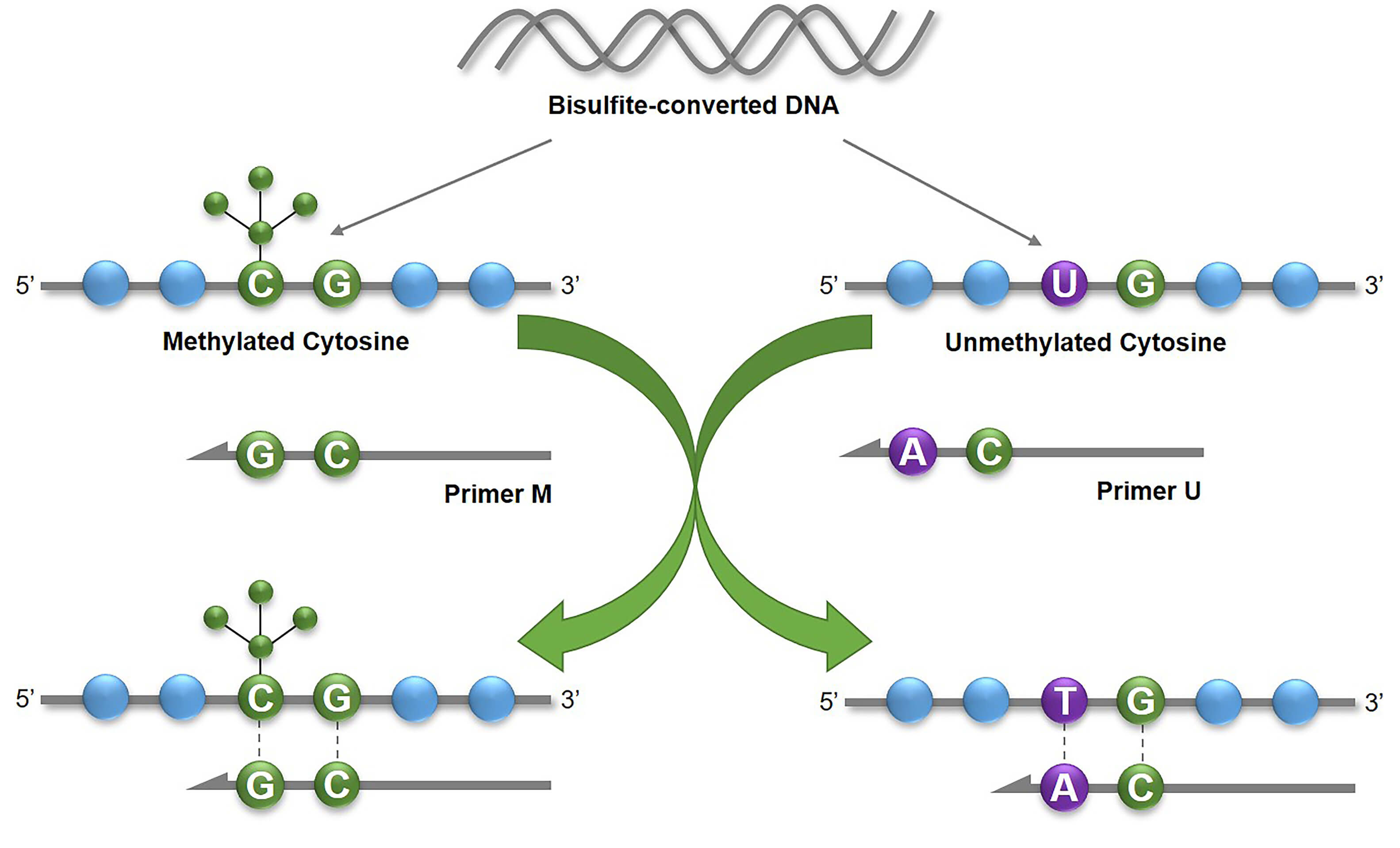 The basic principle of Methylation-Specific PCR (MSP) 