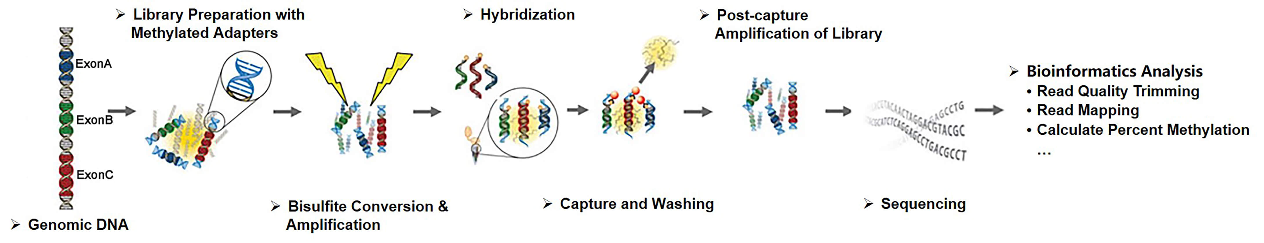 Workflow of targeted bisulfite sequencing based on hybridization