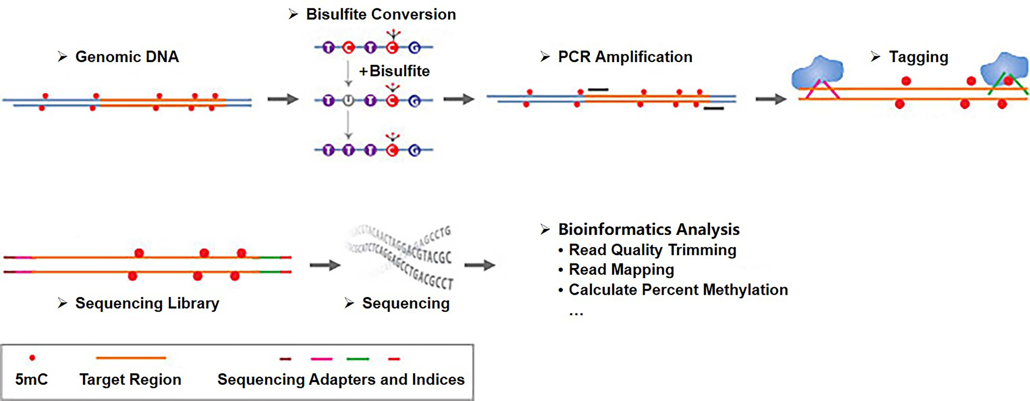 Workflow of targeted bisulfite sequencing based on region-specific PCR amplification