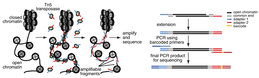 Schematic illustration of the principle behind ATAC-Seq