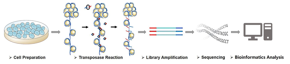 Workflow of ATAC-Seq service at Creative BioMart